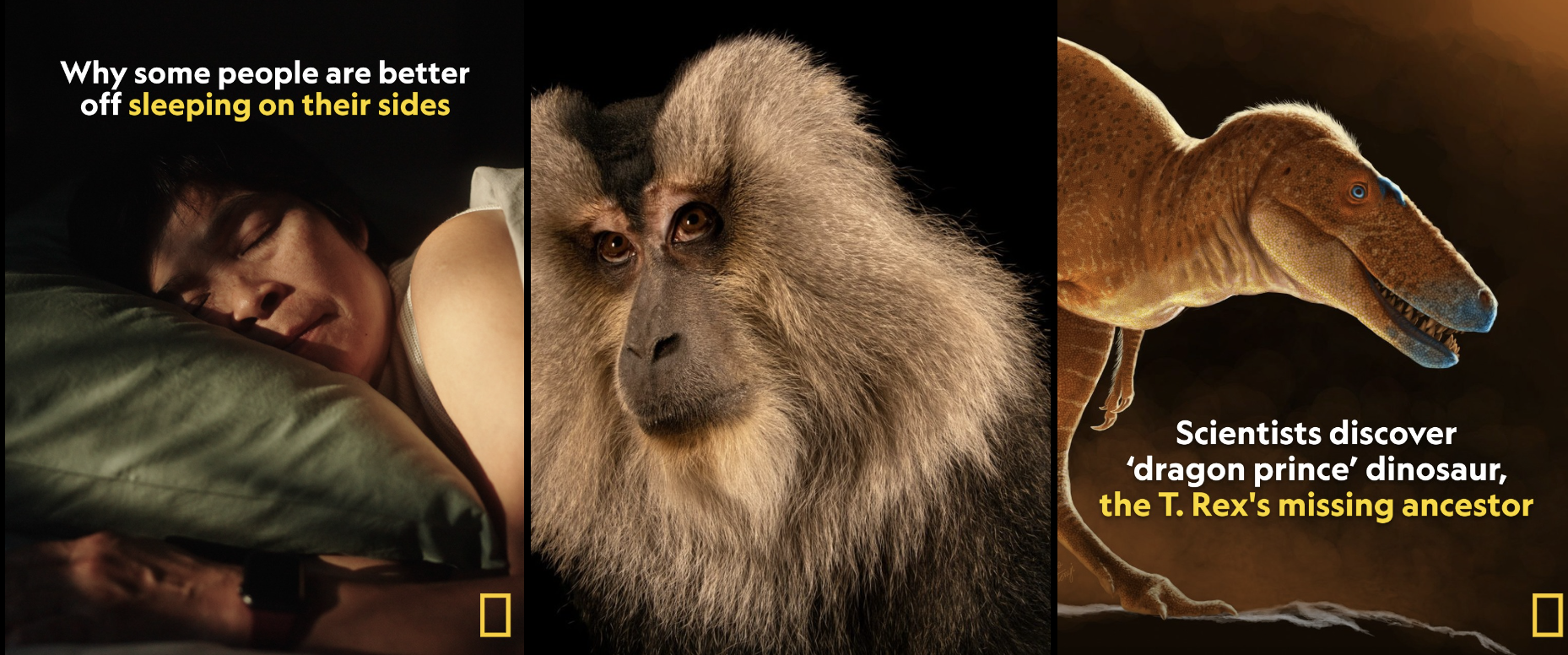 screenshot of NatGeo instagram profile with a man side sleeping, a monkey, and a dinosaur