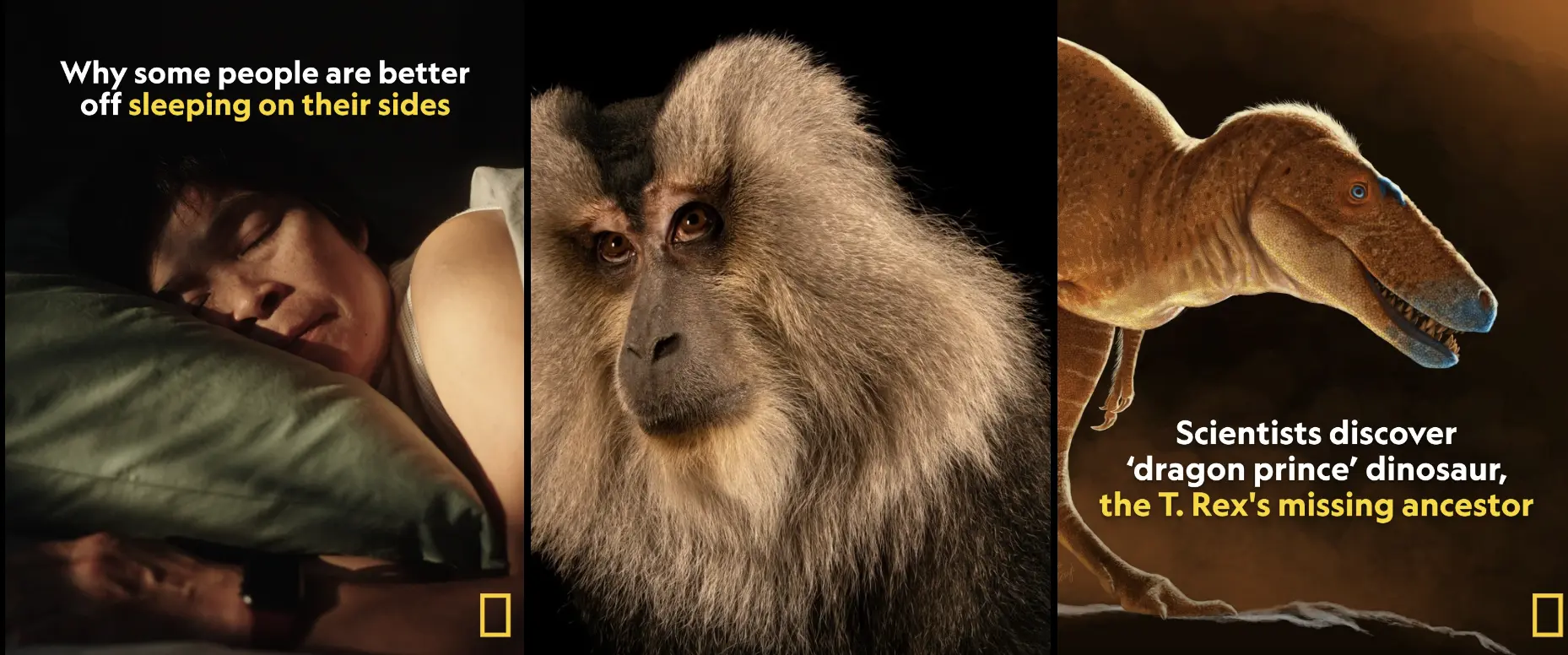 screenshot of NatGeo instagram profile with a man side sleeping, a monkey, and a dinosaur